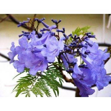 Imagem de Muda De Jacarandá Mimoso - Mudas Herculandia