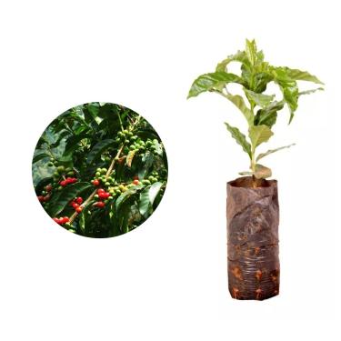 Imagem de Muda de Café Ouro Verde (Coffea arabica var. Ouro Verde) Altura de 20 a 40cm – planta frutífera, resistente e adaptável, ideal p/vasos ou solo, cultivo doméstico e comercial grãos de qualidade