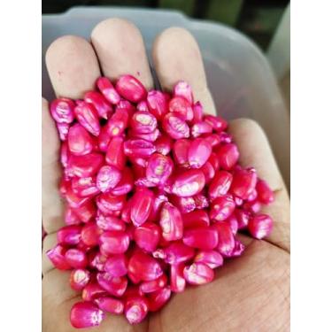 Imagem de 1000 Sementes Milho Pamonha Doce SEA MAYS para Plantio, 500g, Sementes de Milho Doce