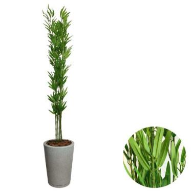 Imagem de Bambu Artificial Com Vaso Polietileno 160cm Decorativo Casa - - Intcom