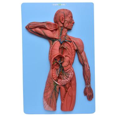 Imagem de Sistema Linfático em Prancha Modelo Anatomia