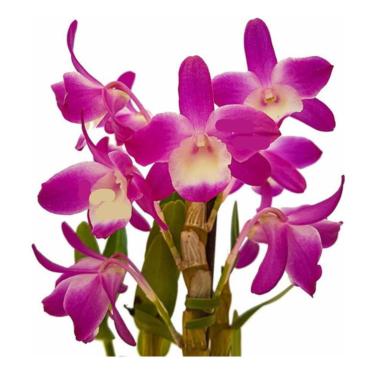 Imagem de Muda Orquídea Dendrobium Mini Rainbow Planta Jovem