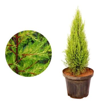 Imagem de Muda de Tuia Limão 20 a 40cm AMK - Plantas Online - AMK Jardinagem e P