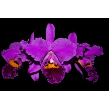 Imagem de Orquídea Cattleya labiata - Cooperorchids