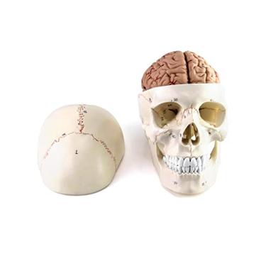Imagem de QWORK Modelo De Anatomia Do Crânio Humano E Do Cérebro, 11 Partes, Tamanho Real, Numerado, Anatomicamente Preciso, Para Aprendizagem De Ensino De Medicina Científica
