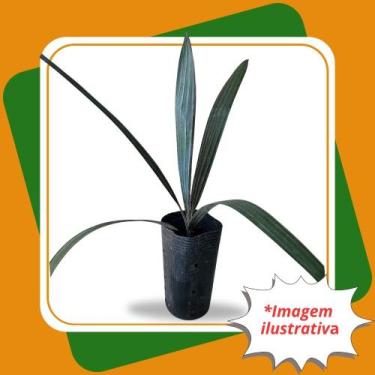 Imagem de Muda de Palmeira Azul  Bismarckia nobilis - Gardencitrus