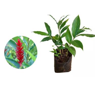 Imagem de Muda de Alpinia 20 a 40cm AMK - Plantas Online - AMK Jardinagem e Pais