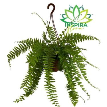 Imagem de 1 Muda Planta Samambaia Alemã Cuia 18 Pendente Holambra Barato - Inspi