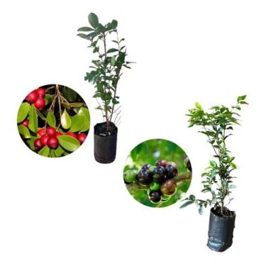 Imagem de Kit 2 Mudas - 1 Araçá Vermelho + 1 Jabuticaba Hibrida - AMK - Jardinag