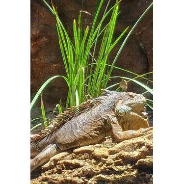 Imagem de Quebra-Cabeças Inclusivos 60 peças Lagarto para Mentes Inteligentes - 