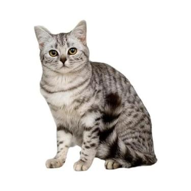 Imagem de Tapete Adesivo Resistente Ao Desgaste Para Gatos, Adesivos De Parede P