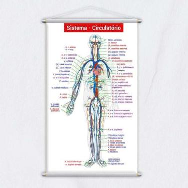 Imagem de Banner Pedagógico Escolar Sistema Circulatório 80X50Cm - Plimshop