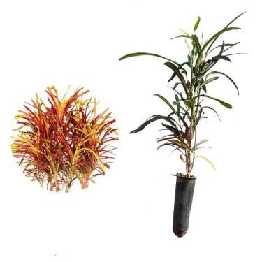 Imagem de Muda de Cróton Zanzibar 20 a 40cm AMK - Plantas Online - AMK Jardinage