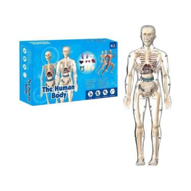 Imagem de Kit De Modelo De Anatomia Humana 3D, Esqueleto Desmontável, Torso Comp
