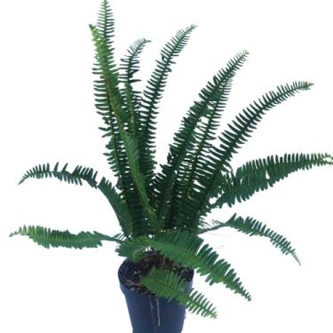 Imagem de Samambaia De Sol Planta Natural Adulta Rara Vaso 15