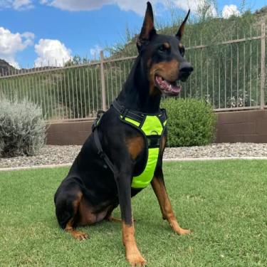 Imagem de Peitoral para cães (grande, amarelo)