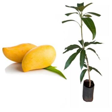 Imagem de Muda de Manga Espada Altura de 0,80 cm a 1,20 - Plantas