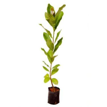 Imagem de Muda de Caju Vermelho Produzindo 1,0 m a 1,5 m - Plantas
