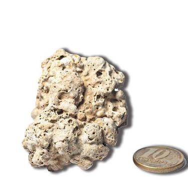 Imagem de Coral Marinho Branco Médio Bruto Natural Para Coleção - CristaisdeCurv