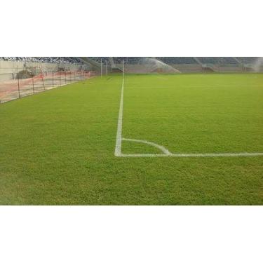 Imagem de Sementes De Grama Bermudas de 2 kg - Realpecuaria