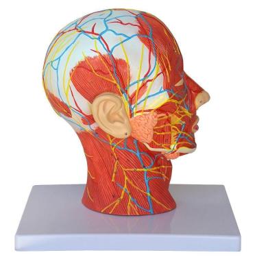 Imagem de Cabeça Humana Metade com Musculatura e Corte Mediano Cérebro