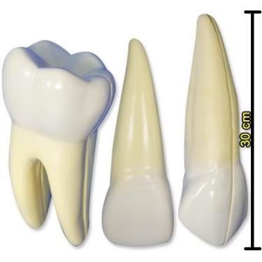 Imagem de Conjunto Macro Modelo Dentões - Macro Modelos