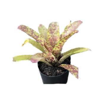 Imagem de Muda de Bromélia de Sol - Vaso&Flor