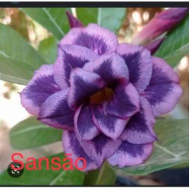 Imagem de Rosa do deserto Sansão enxertada ev 97 - DM ROSA DO DESERTO SANSÃO