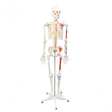 Imagem de Esqueleto Humano Padrão De 1.70 Cm