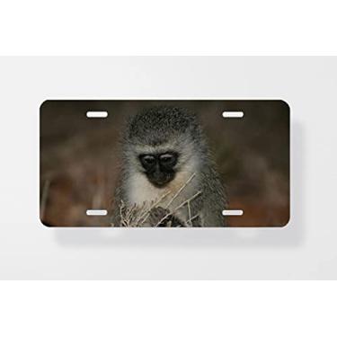 Imagem de Young Vervet Capa para placa de carro de forragem macaco – Capa para placa de carro – Capa para placa de carro 15 x 30 cm