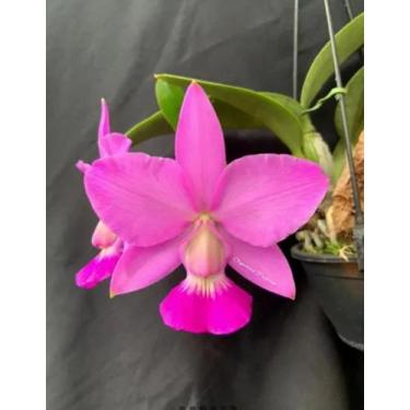 Imagem de Orquídea Cattleya walkeriana "tipo" 