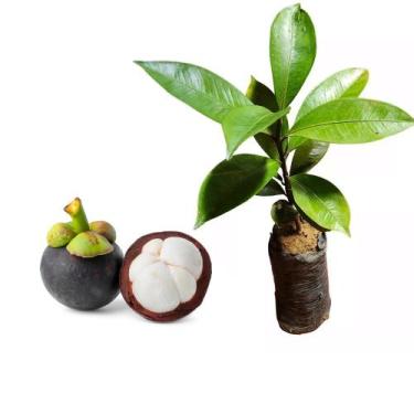 Imagem de Muda de Mangustin 20 a 40cm AMK - Plantas Online - AMK Jardinagem e Pa