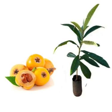 Imagem de Muda de Nêspera 20 a 40cm AMK - Plantas Online - AMK Jardinagem e Pais