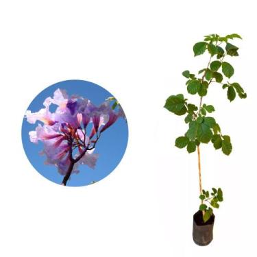 Imagem de Muda de Ipe Roxo 20 a 40cm AMK - Plantas Online - AMK Jardinagem e Pai