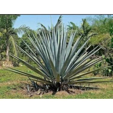 Imagem de Muda De Agave Azul 20 A 50cm Planta Ornamental Jardim