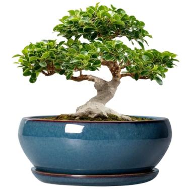 Imagem de SQOWL Vasos de árvore de bonsai - vasos de suculentas de cerâmica de 30 cm, vaso grande e raso com orifício de drenagem e pires, vasos redondos para plantas internas e externas, decoração de casa