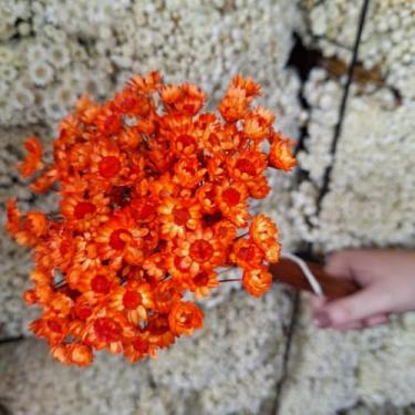 Imagem de Flores Sempre Viva Secas Bege – Buquê Natural para Decoração e Arranjos (Laranja,2 buquês (400 florzinhas))