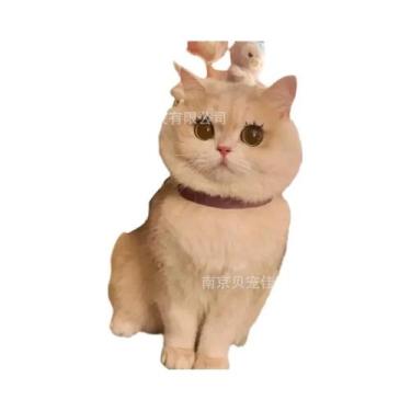 Imagem de Coleira Com Laço Para Gatos, Lenço, Colar, Coleira Para Cães Bichon, B