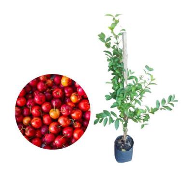Imagem de Muda De Acerola Doce Produz Rápido - Koch