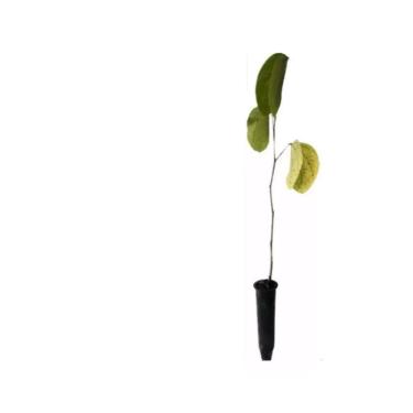 Imagem de Genérico, Muda de Pata De Vaca Roxa 20 a 40cm AMK - Plantas Online