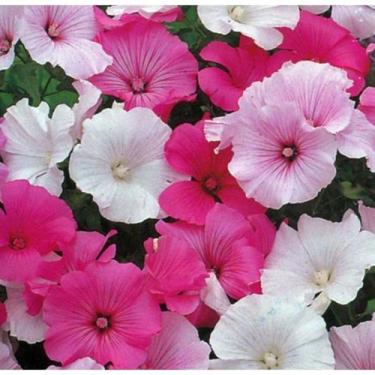 Imagem de 50 Sementes De Lavatera Flor do Bispo - SEEDS