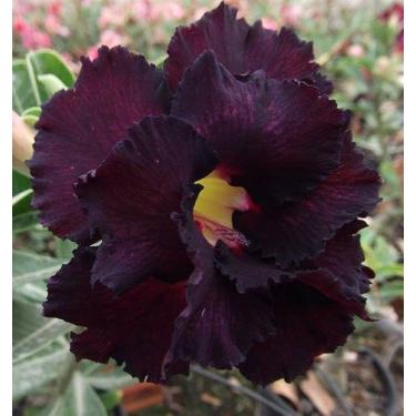 Imagem de 01 Rosa Do Deserto Roxo Tripla LM-3 - ItaloBragaRD