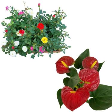 Imagem de Kit 3 Mudas Mini Rosas Planta De Sol + Mini Antúrio Vermelho Adulta Plantas Naturais Decoração Jardim Casa