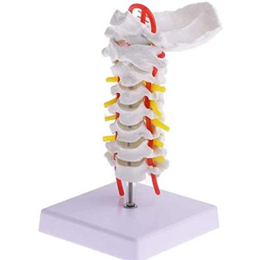 Imagem de Modelo de coluna cervical com artéria carótida - consistindo de osso occipital e 7 vértebras cervicais - com artéria vertebral cervical e base - proporção de um para um
