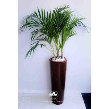 Imagem de kit Jardinagem - Areca Bambu - AMK - Jardinagem e Paisagismo