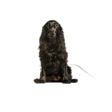 Imagem de Tapete Dog Higiênico Lavável Absorvente 3 Un M - 60X80 Cm - Shelby Mod