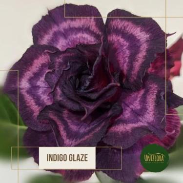 Imagem de Rosa do deserto Roxa dobrada Índigo Glaze Flor Gigante - UNIFLORA