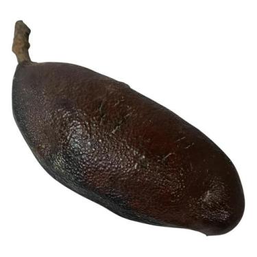 Imagem de Fava de Jatobá  Força  Vitalidade  Proteção Espiritual - Estrela Magia