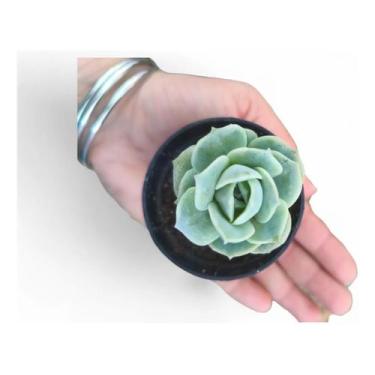 Imagem de Planta Suculenta Lovely Rose Branco - GENERICO