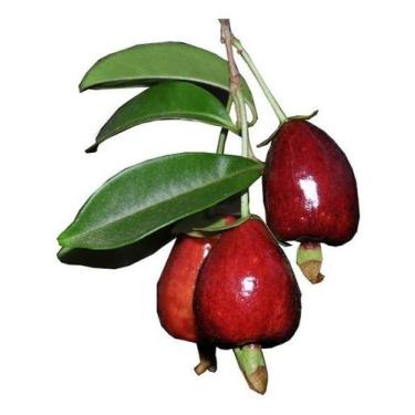 Imagem de Muda Cereja do Rio grande-Produz em Vaso - no-brand, MM Pacote 45 cm a